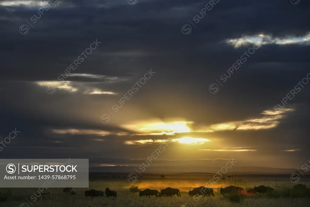 Dawn on plains of Masai Mara, Kenya