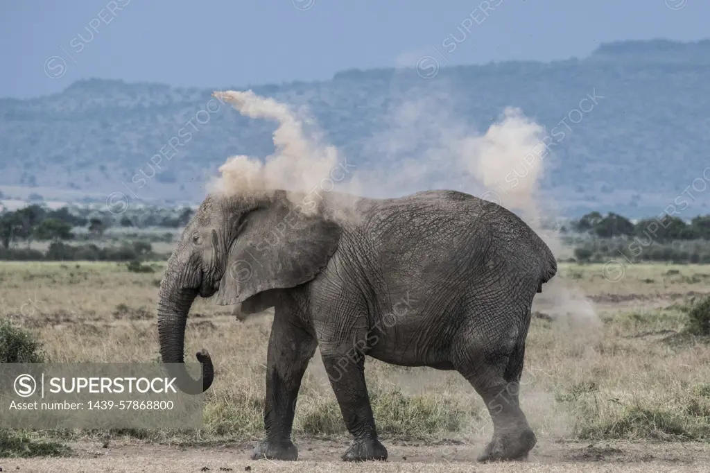 Elephant throwing dirt on back as sunscreen, Masai Mara, Kenya