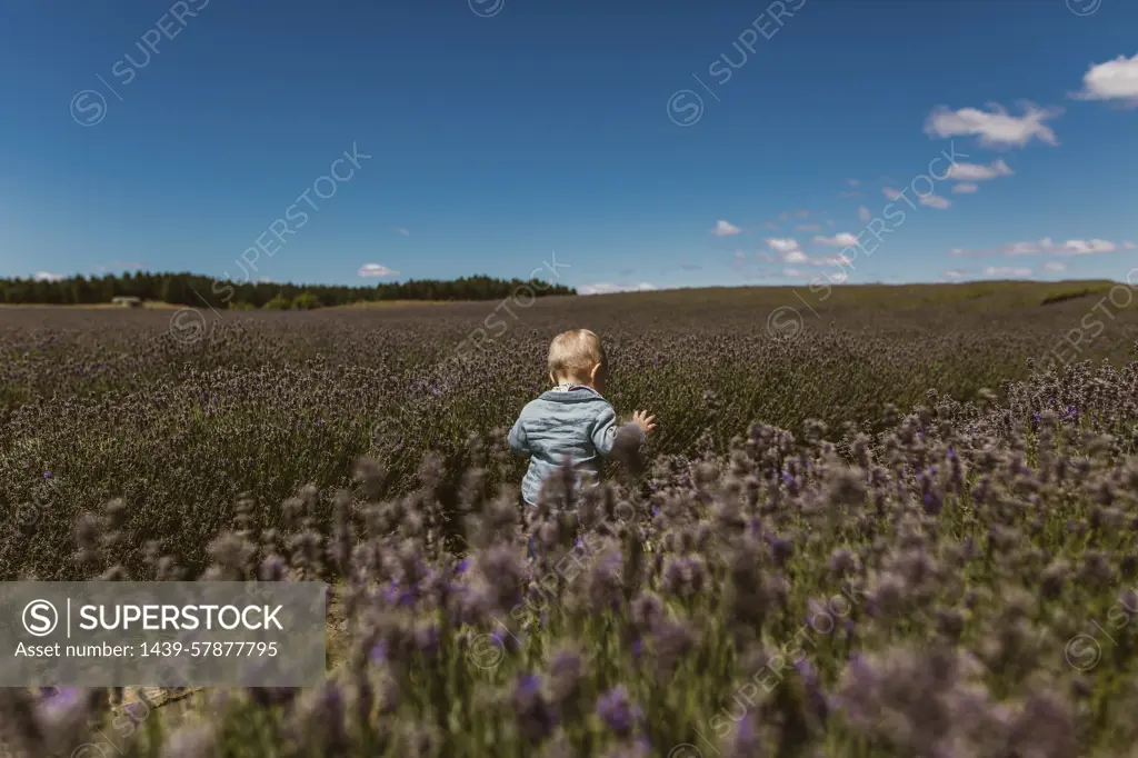 Baby exploring meadow, Wanaka, Taranaki, New Zealand