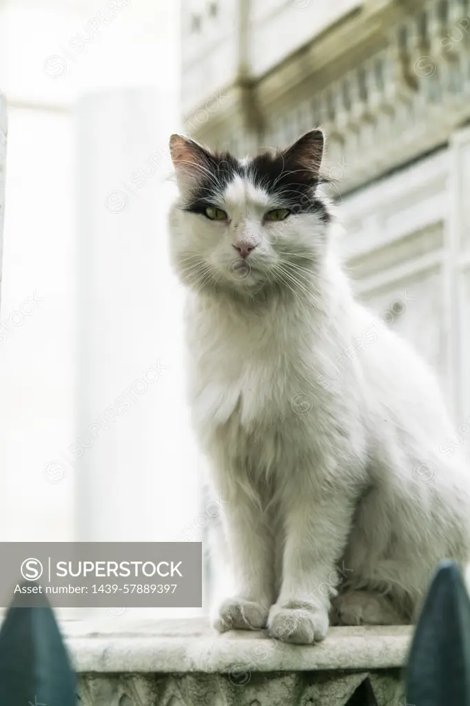 Turkey, Istanbul, Cat sitting on balustrade