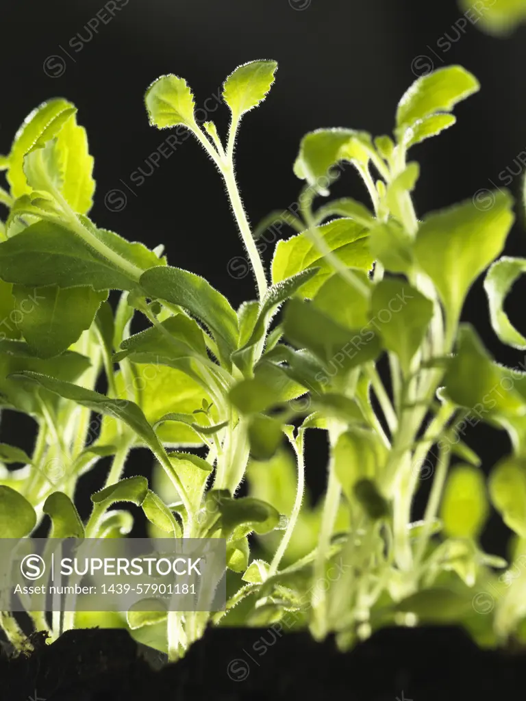 Healthy seedlings growing in tray