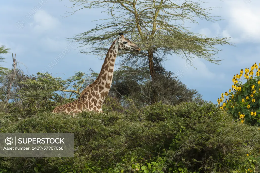 Rothschild's giraffe (Giraffa camelopardalis rothschildi), Lake Naivasha, Kenya, Africa