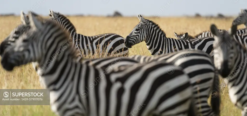 Plains zebras (Equus quagga), Masai Mara, Kenya, Africa