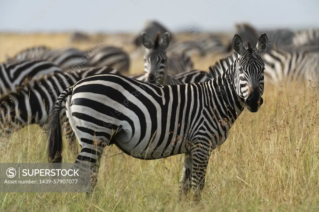 Plains zebras (Equus quagga), Masai Mara, Kenya, Africa