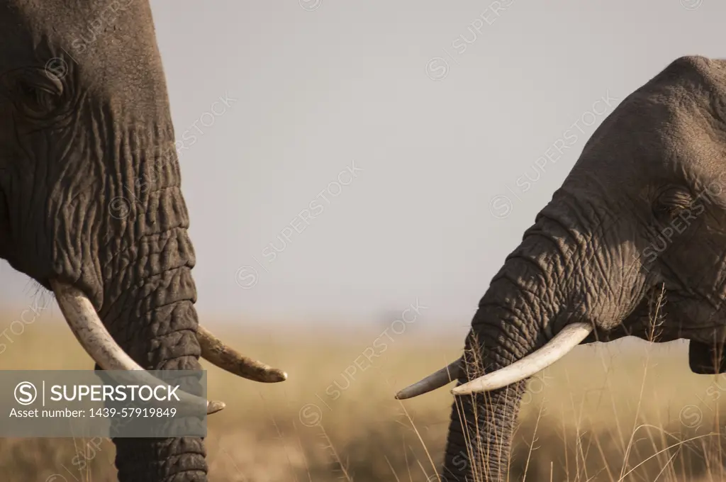 African elephants meet and greet in the plains of Masai Mara, southern Kenya