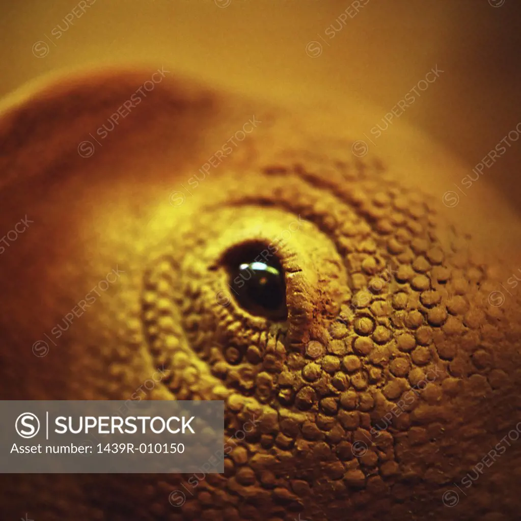 Lizard's eye