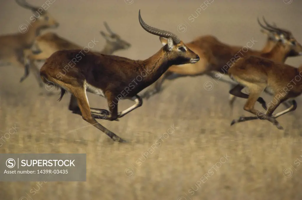 Black lechwe antelope running