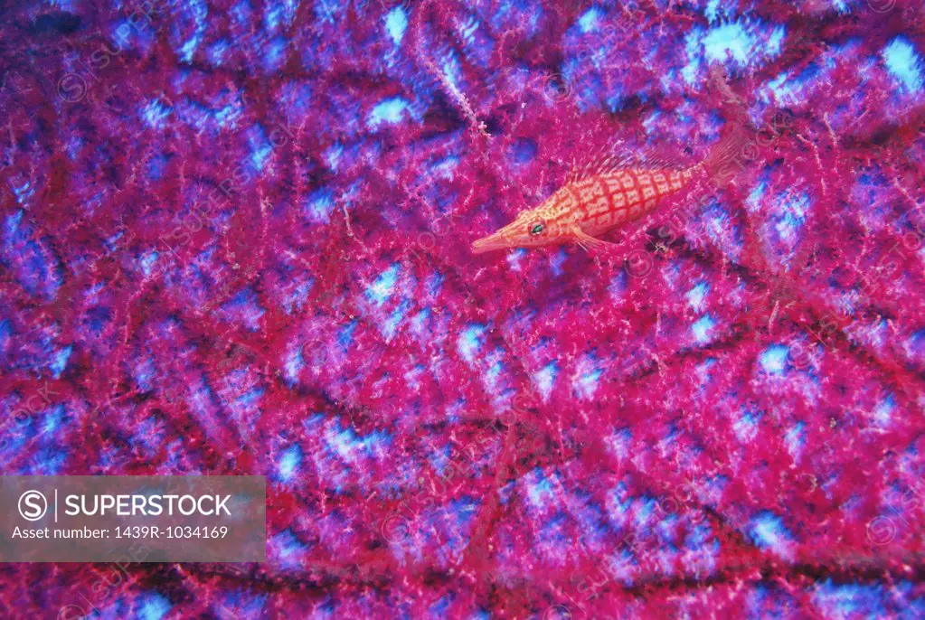 Longnose hawkfish