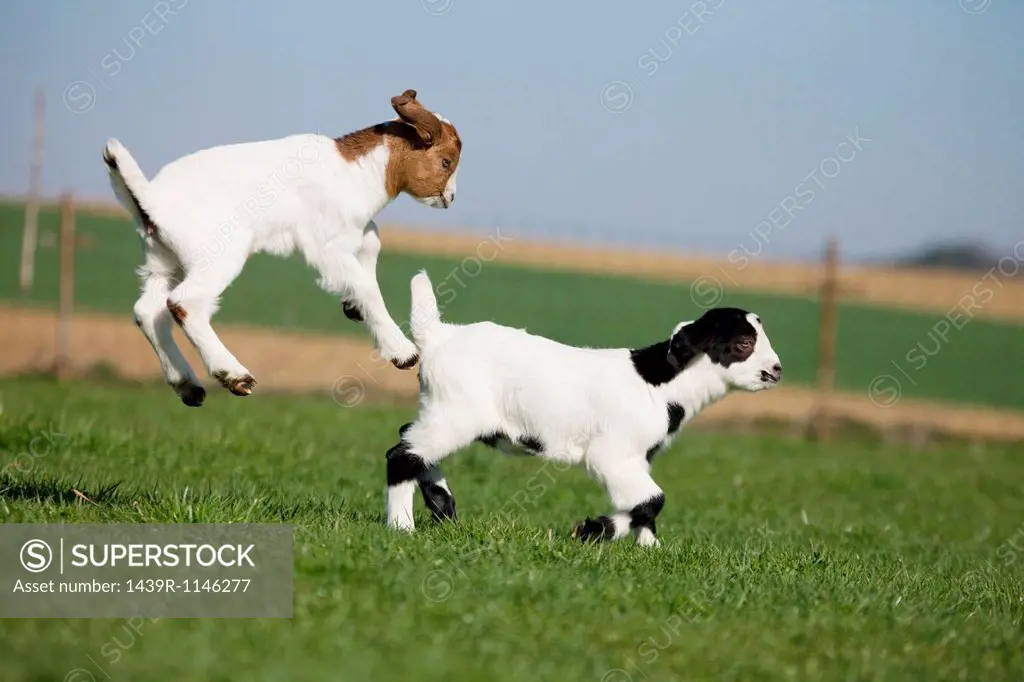 Two goat kids jumping