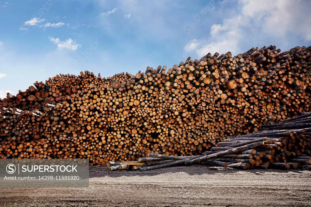 Large stack of logged timber in timber yard