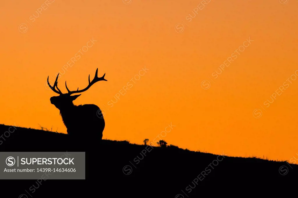 Silhouetted tule elk buck (Cervus canadensis nannodes) at sunset, Point Reyes National Seashore, California, USA