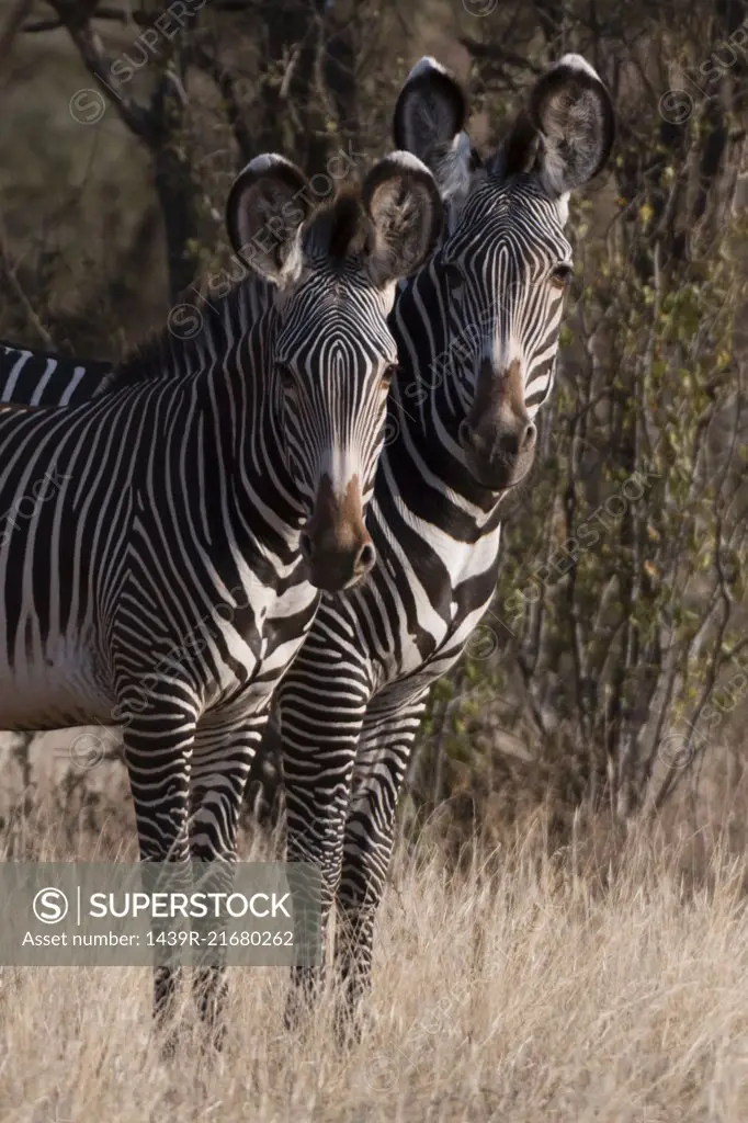 Grevy's zebra (Equus grevyi), Kalama Conservancy, Samburu, Kenya, Kenya, Africa