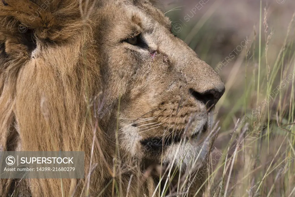 Lion (Panthera leo), Masai Mara, Kenya, Africa