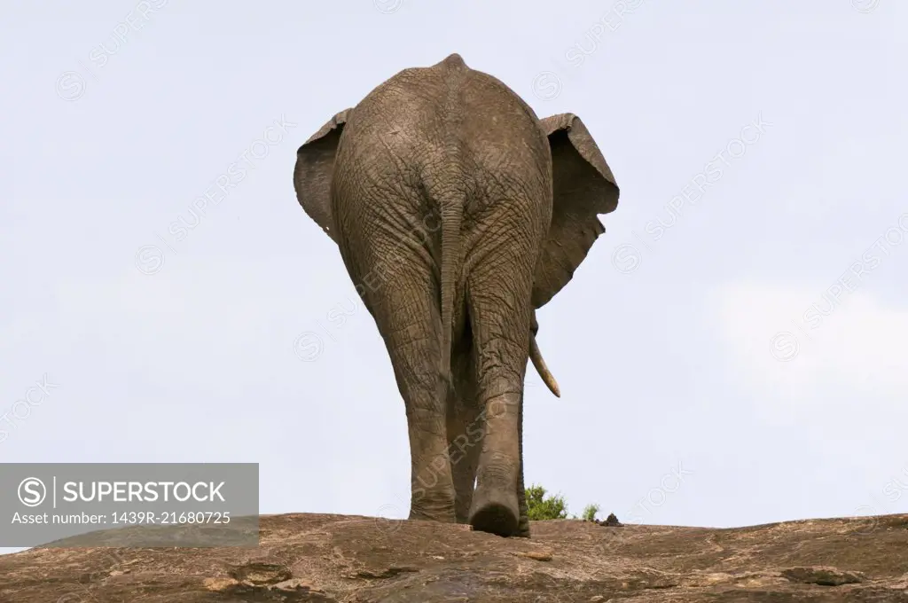 African Elephant (Loxodonta africana), Masai Mara National Reserve, Kenya