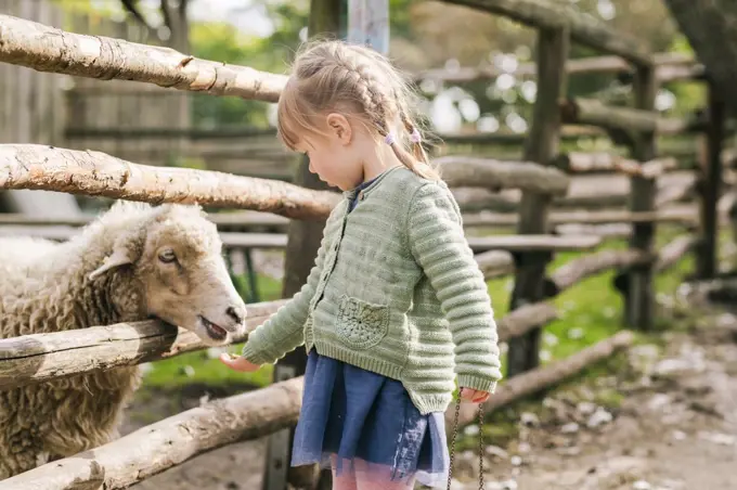 Girl feeding sheep in pen