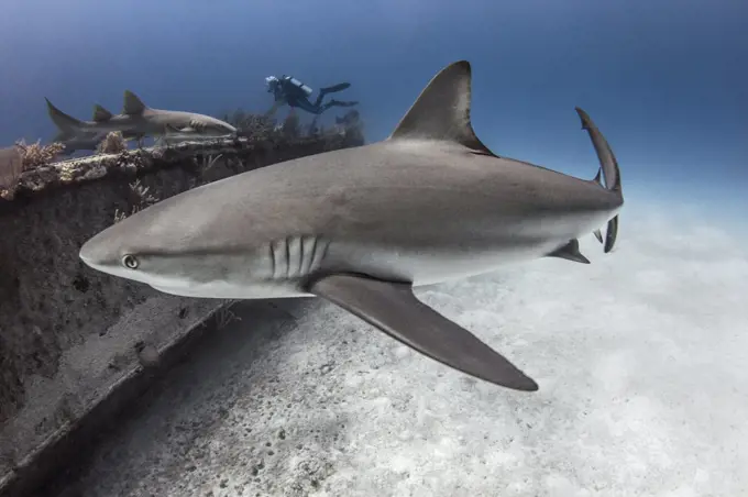 The Bahamas, Nassau, Underwater view of shark