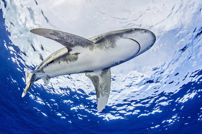 Bahamas, Oceanic whitetip shark swimming near Cat Island