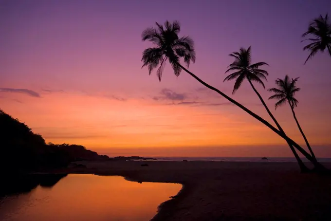 India, Silhouettes of palms against sky at sunset