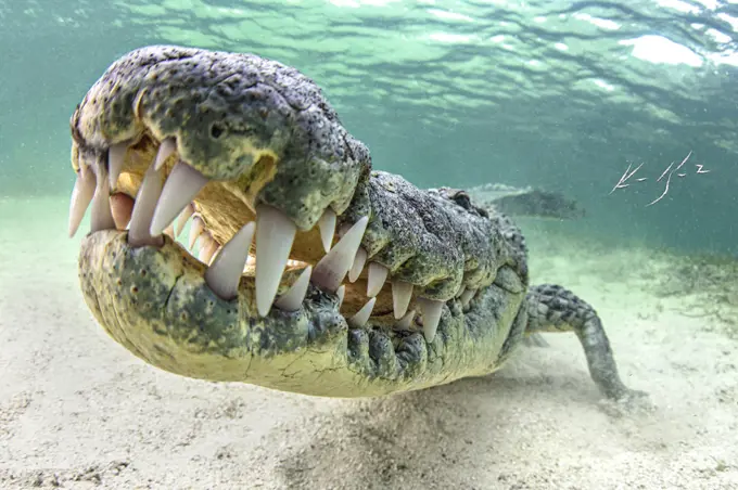 Underwater view of American Crocodile 