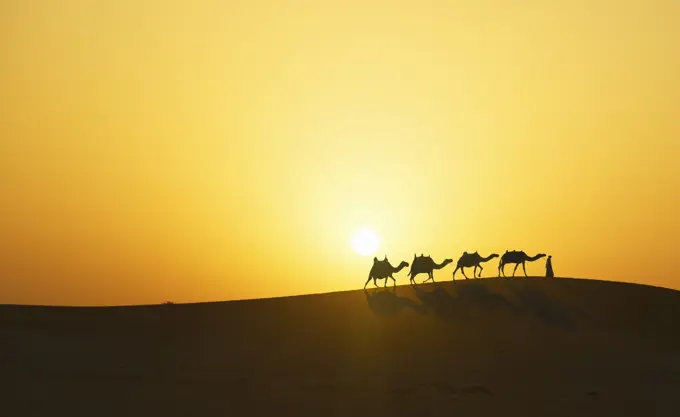 Camel caravan in desert at sunset, Dubai, United Arab Emirates