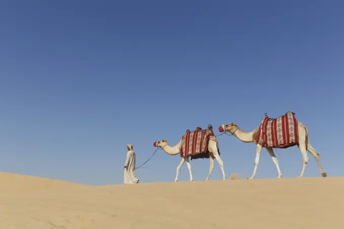 Bedouin walking with two camels in desert, Dubai, United Arab Emirates