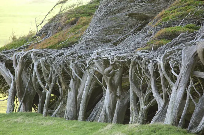 Row of trees bent by prevailing winds, South Island, New Zealand