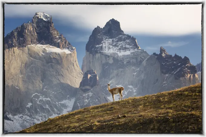 Lone guanaco on hillside in front of mountains, Torres Del Paine National Park, Chile