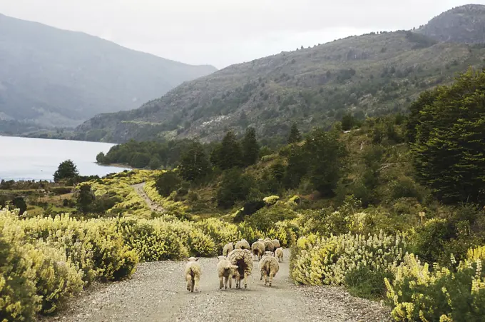 Puerto Tranquilo, Chile