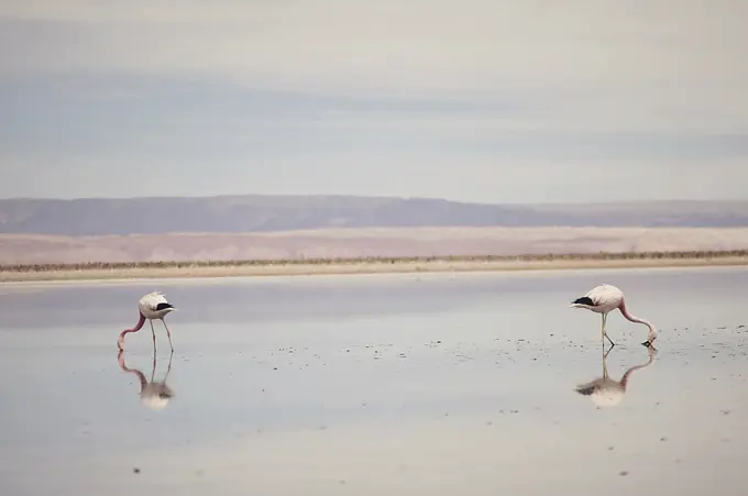 Flamingos, Salar de Atacama, Chile