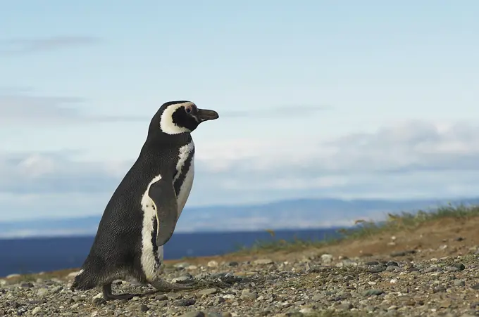 Magellanic penguin (Spheniscus magellanicus) Magdalena Island, Punta Arenas, Chile