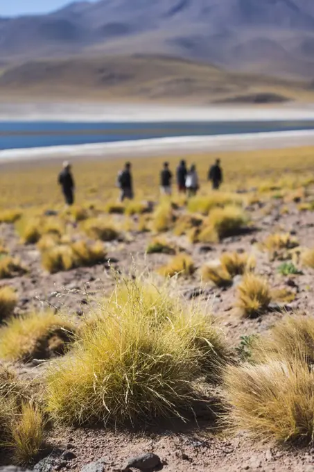 People visiting lake miscanti, San Pedro de Atacama, Chile