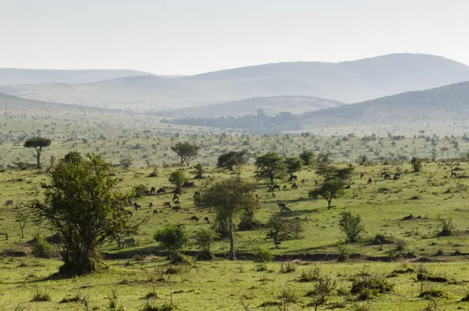 Masai Mara National Reserve, Kenya