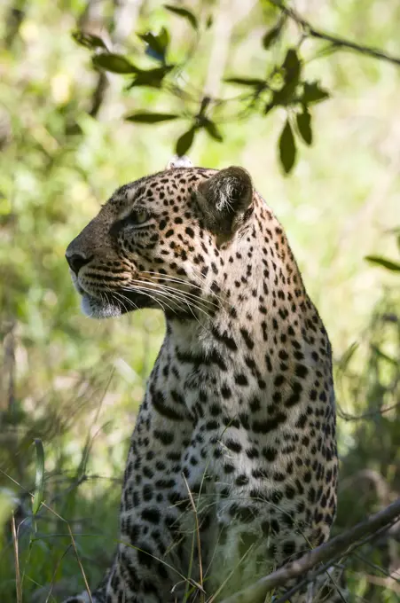 Leopard (Panthera pardus), Masai Mara National Reserve, Kenya