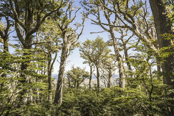 View of forest, Coyhaique National Reserve, Coyhaique Province, Chile