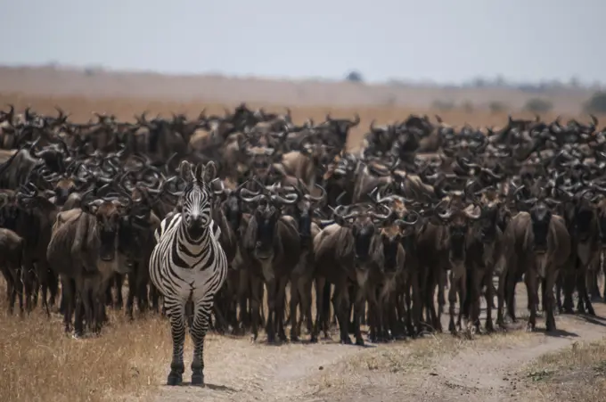 Zebra leading hundreds of wildebeests on their yearly migration through the Mara River, between Tanzania and Kenya