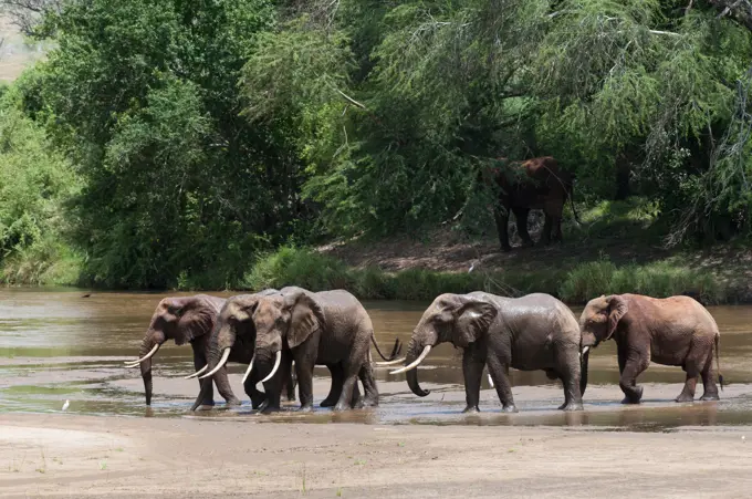 Elephants (Loxodonta africana), Tsavo East National Park, Kenya