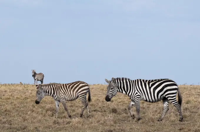 Zebra (Equus quagga), Masai Mara, Kenya