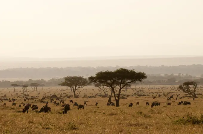 Wildebeest (Connochaetes taurinus), Masai Mara, Kenya