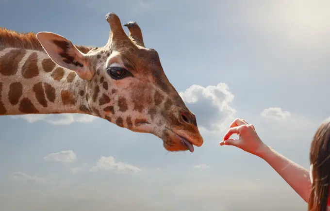 Woman feeding giraffe, Nairobi National Park, Nairobi, Kenya, Africa