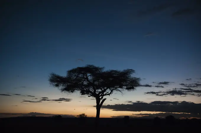 An acacia at sunset, Tsavo, Kenya, Africa