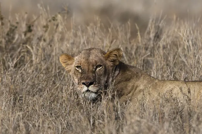 Lion (Panthera leo), Tsavo, Kenya, Africa