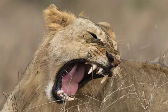 Lion (Panthera leo), mouth open, Tsavo, Kenya, Africa