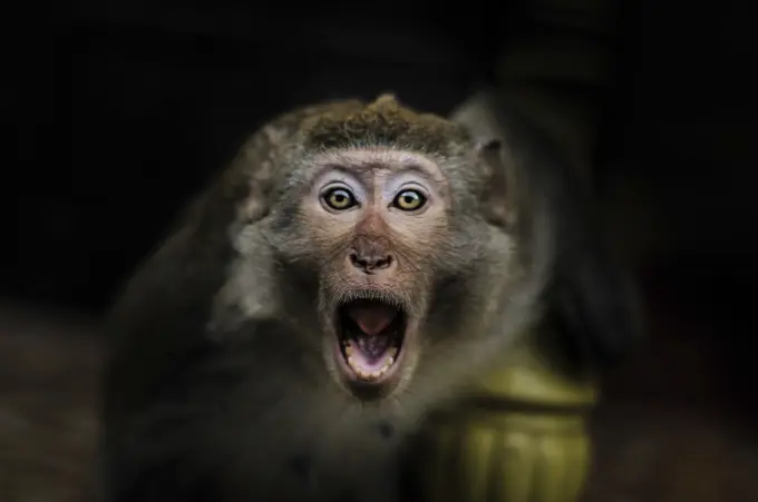 Monkey on the Monkey Island, Ha Long Bay, Vietnam