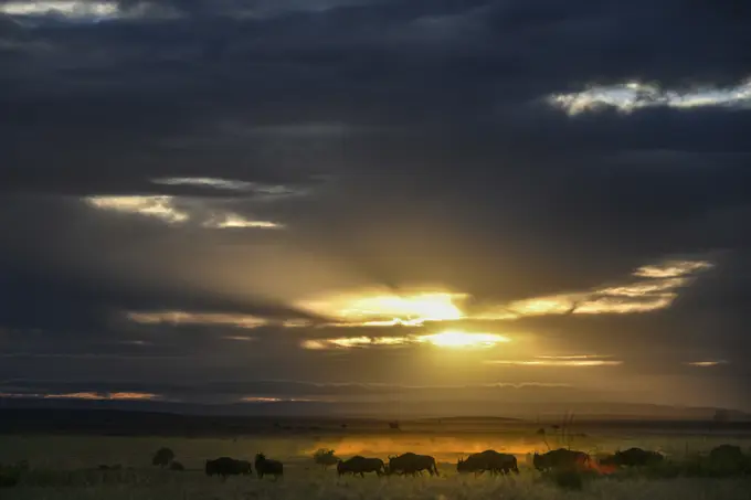 Dawn on plains of Masai Mara, Kenya