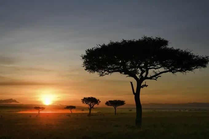 Dawn on plains of Masai Mara, Kenya