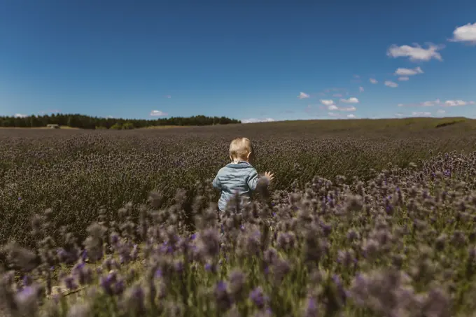 Baby exploring meadow, Wanaka, Taranaki, New Zealand