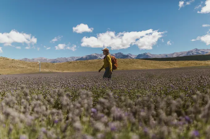 Hiker exploring meadow, Wanaka, Taranaki, New Zealand