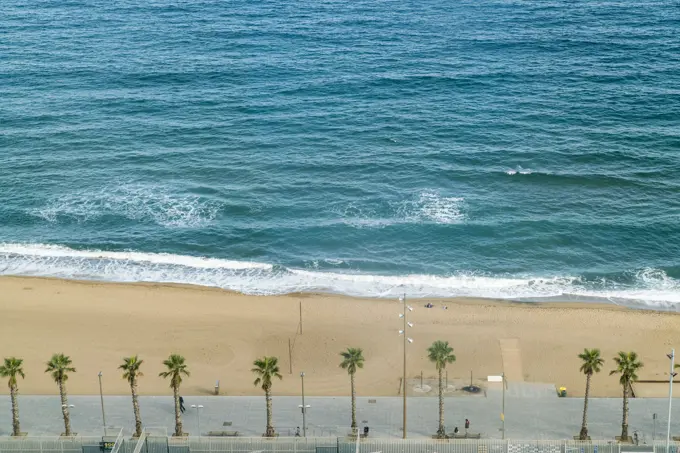 Spain, Catalonia, Barcelona, Palm trees along beach and sea