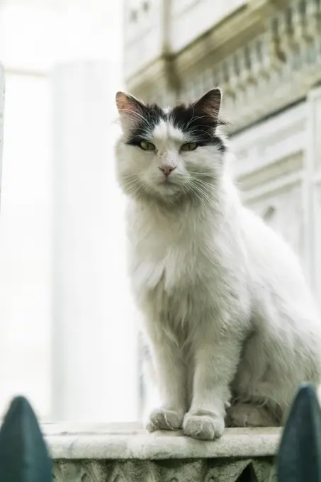 Turkey, Istanbul, Cat sitting on balustrade