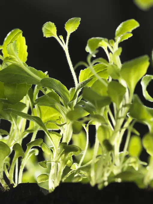 Healthy seedlings growing in tray